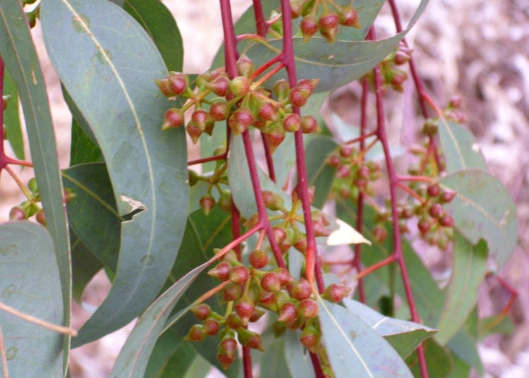 SAFLAX Garden to go - Roter Fluss - Eucalyptus - Eucalyptus camaldulensis - 200 Samen - Mit Topf, Klima - Deckel und Anzuchtsubstrat