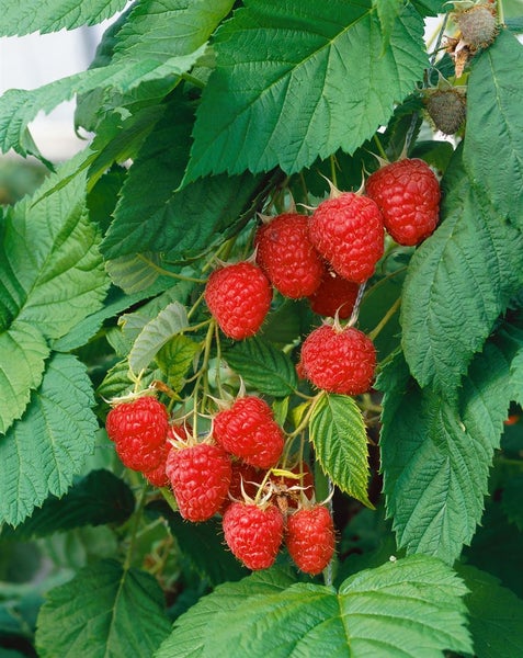 Rubus idaeus 'Malling Promise', Himbeere, 40–60 cm