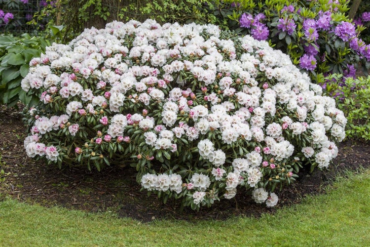 Rhododendron yakushimanum 'Dreamland', rosa Blüten, 40–50 cm