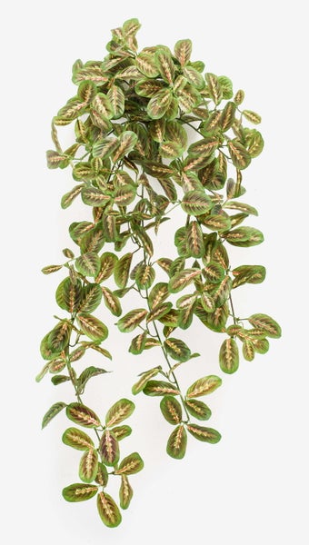 Zimmerpflanze Pfeilwurz Maranta leuconeura mit gemusterten ovalen Blättern und roten Blattadern.