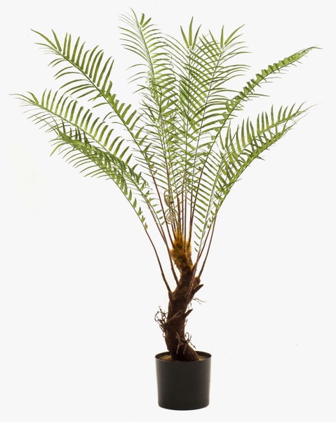 Farnpflanze mit grünen Wedeln und eingerollten Blattsprossen an einer behaarten Basis.