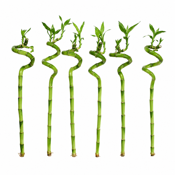 Sechs Stiele Glücksbambus (Dracaena sanderiana) in Spiralform mit grünen Blättern.