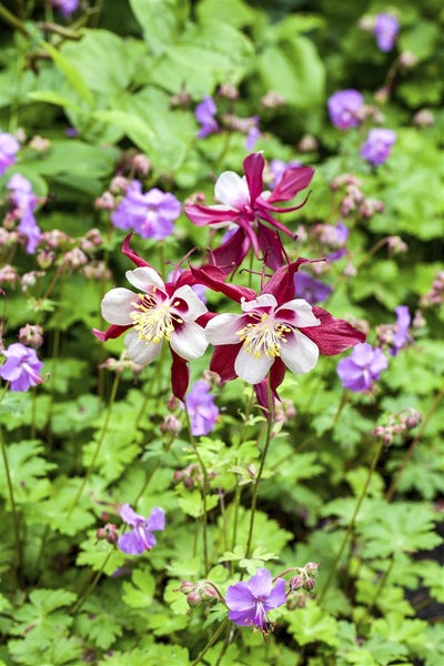 Aquilegia caerulea 'Biedermeier', Akelei, bunt, ca. 9x9 cm Topf