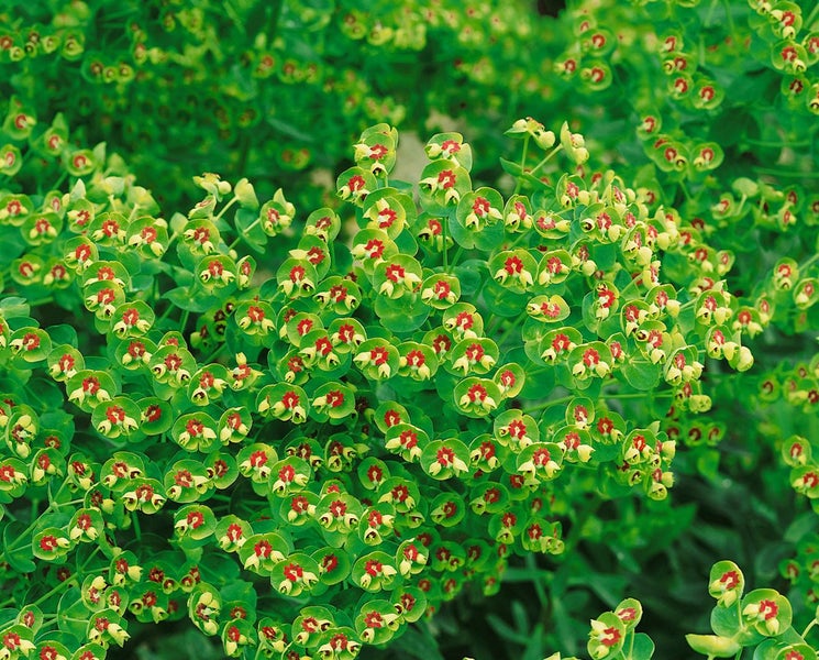 Euphorbia x martinii, Wolfsmilch, grün-rot, ca. 11x11 cm Topf