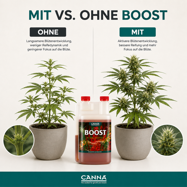 Vergleichsbild für Canna Boost Dünger zeigt zwei Cannabispflanzen mit und ohne Anwendung für eine verbesserte Blütenentwicklung.