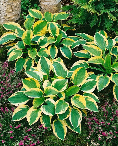 Hosta tokudama 'Brim Cup', Funkie, grün-gelb, ca. 11x11 cm Topf