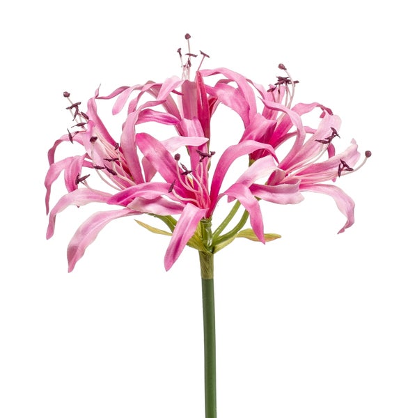 Rosafarbene Nerine mit schmalen, gebogenen Blütenblättern und langen Staubblättern.