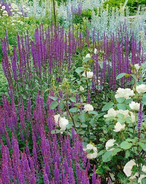 Salvia nemorosa 'Caradonna', Steppensalbei, violett, ca. 9x9 cm Topf
