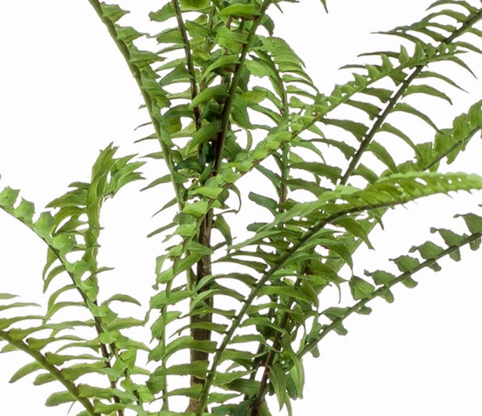 Grüner Farn mit gefiederten Blättern.