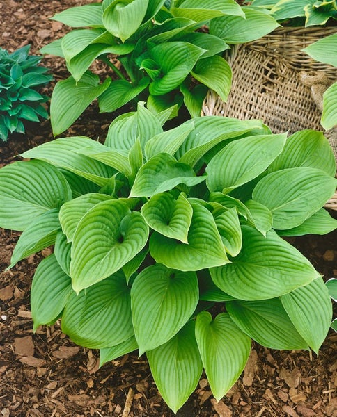Hosta montana, Funkie, grün, ca. 11x11 cm Topf
