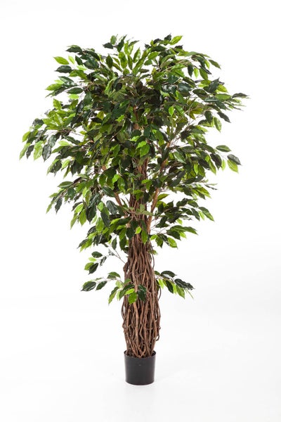 Künstlicher Ficus Benjamina Baum mit geflochtenem Stamm aus Naturholz in einem schwarzen Topf.