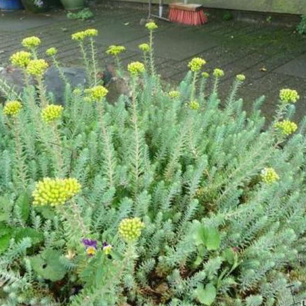 Felsen-Fetthenne Pflanze mit gelben Blüten im Garten