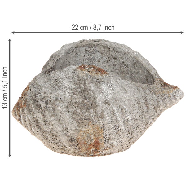 Pflanzgefäß in Form einer Muschel mit den Maßen 22 cm x 13 cm