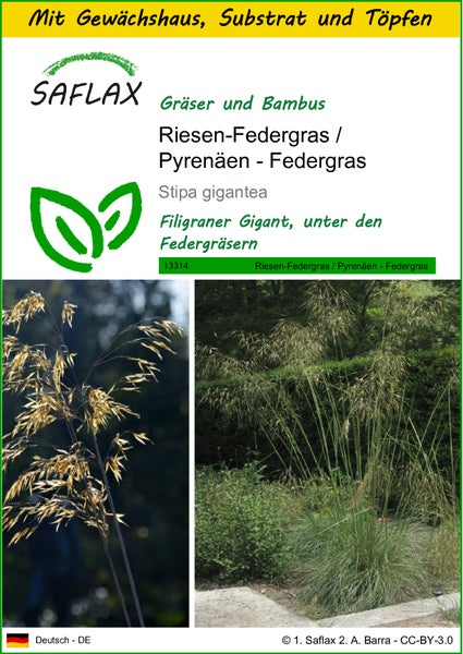 SAFLAX Anzucht Set - Riesen-Federgras / Pyrenäen - Federgras - Stipa gigantea - 10 Samen - Mit Mini-Gewächshaus, Anzuchtsubstrat und 2 Töpfen