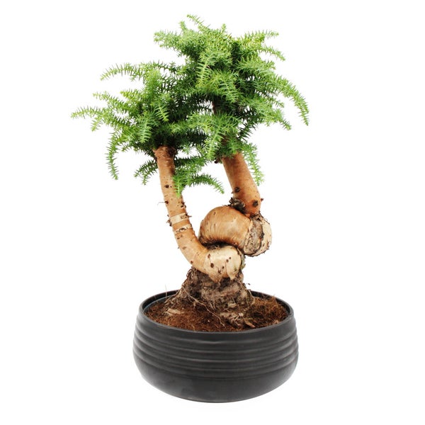 Zimmerbonsai Araucaria cunninghamii Zimmertanne Neuguinea-Araukarie ca. 65cm hoch 26cm Schale Schwarz Keramik