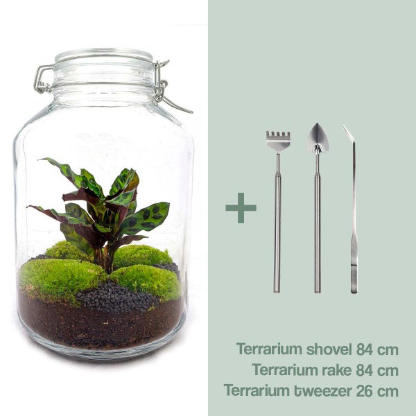 Flaschengarten Mason Jar DIY-Pflanzenterrarium 28 cm hoch mit Calathea-Pflanze Korbmaranthe