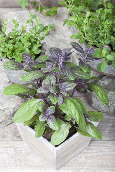 Ocimum basilicum 'Magic Blue', Basilikum, blau-violett, 2 Liter Container
