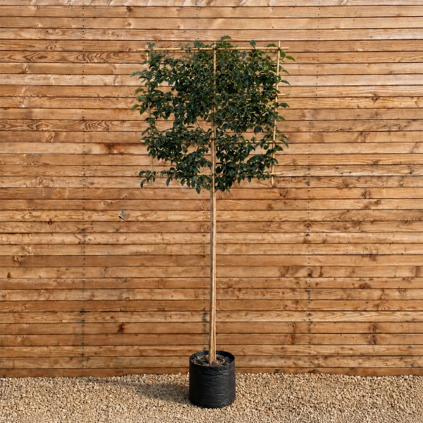 Ein als Formgehölz erzogener Baum mit quadratischer Krone am Spalier in einem Kunststofftopf vor einer hölzernen Wand.