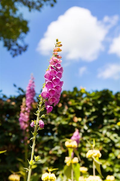 Digitalis purpurea, Fingerhut, rosa Blüten, ca. 9x9 cm Topf