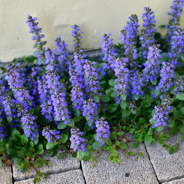 Blühender Kriechender Günsel mit blauen Blütenähren und grünen Blättern als Bodendecker vor einer Hauswand.