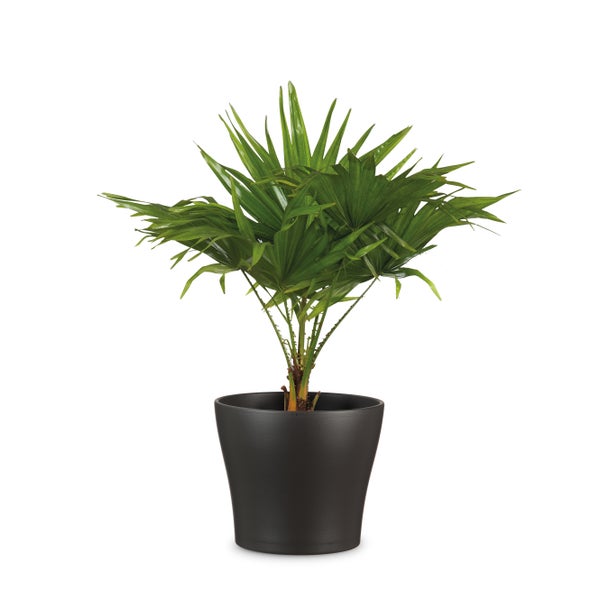 Scheurich Blumentopf aus Keramik,  Farbe: Anthrazit, 23,8 cm Durchmesser, 21,8 cm hoch, 6,7 l Vol.