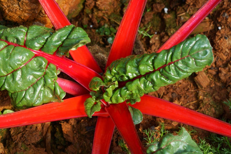 SAFLAX Garden to go - BIO - Mangold - Rhubarb - Beta vulgaris subsp. vulgaris - 50 Samen - Mit Topf, Klima - Deckel und Anzuchtsubstrat