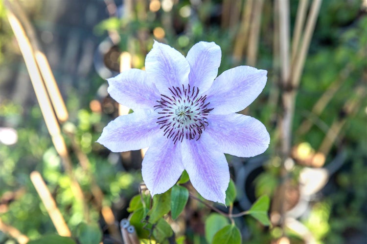 Clematis Hybride 'Nelly Moser', zweifarbig, 100–150 cm