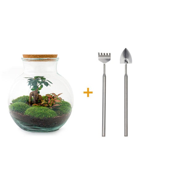 Flaschengarten Teddy DIY-Pflanzen-Terrarium 27cm hoch mit Ficus Bonsai incl. Rechen+Schaufel