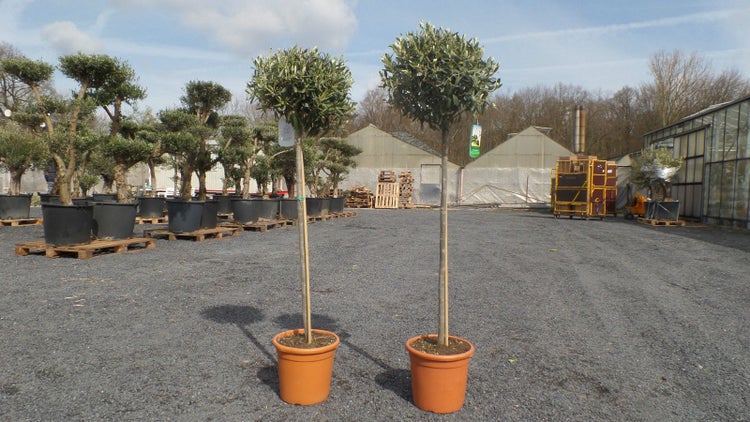 Olivenbaum Olive 160 - 180 cm Hochstamm, beste Qualität, winterhart