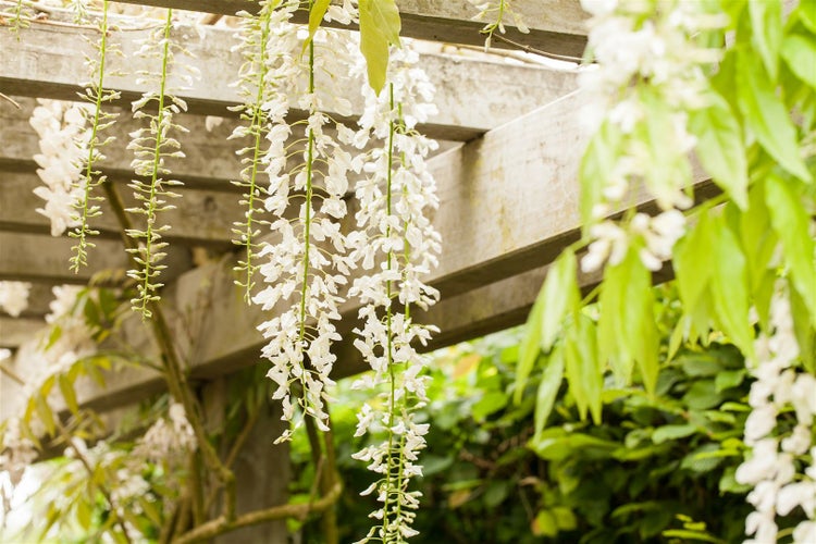 Wisteria floribunda, Japanische Blauregen, 150–200 cm, duftend