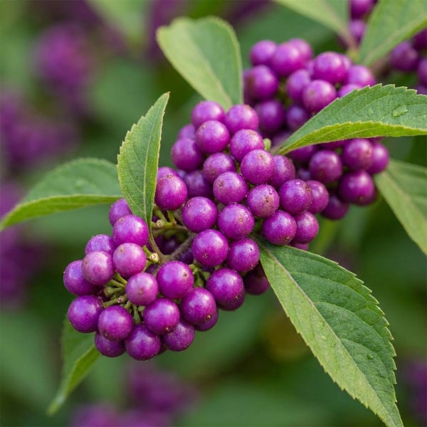 Liebesperlenstrauch Callicarpa mit violetten Beeren und grünen Blättern.