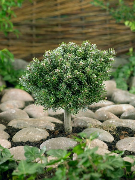 Abies koreana 'Silberperl', Koreatanne, silberne Nadeln, 12–15 cm