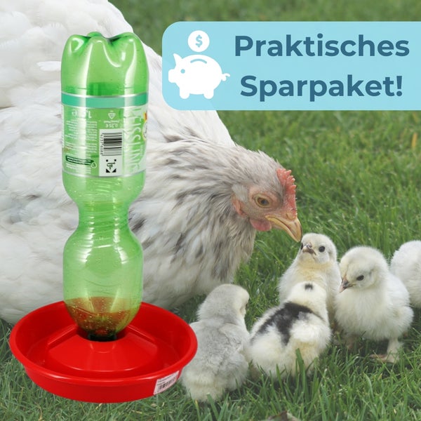 Tränke für Küken mit Küken und einer Henne im Gras