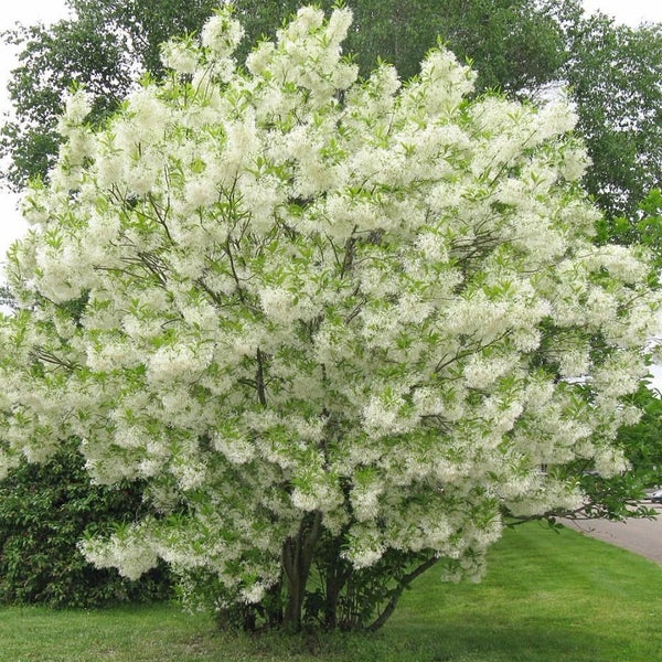 Blühender Virginischer Schneeflockenbaum im Garten