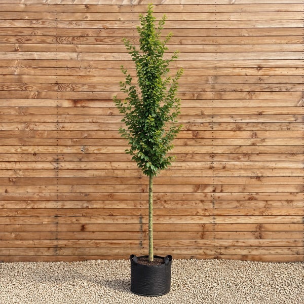 Säulenbuchen Baum im schwarzen Kunststofftopf vor einer Holzwand