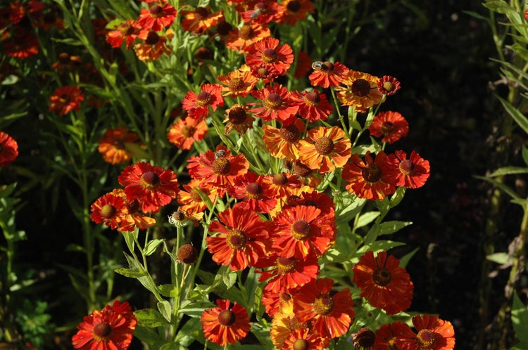 Helenium x cult. 'Baudirektor Linne', Sonnenbraut, orange, ca. 11x11 cm Topf