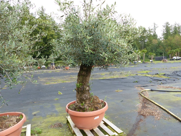 Ein Olivenbaum mit einem dicken, knorrigen Stamm in einem großen Pflanzkübel auf einer Europalette in einem Gartenmarkt.