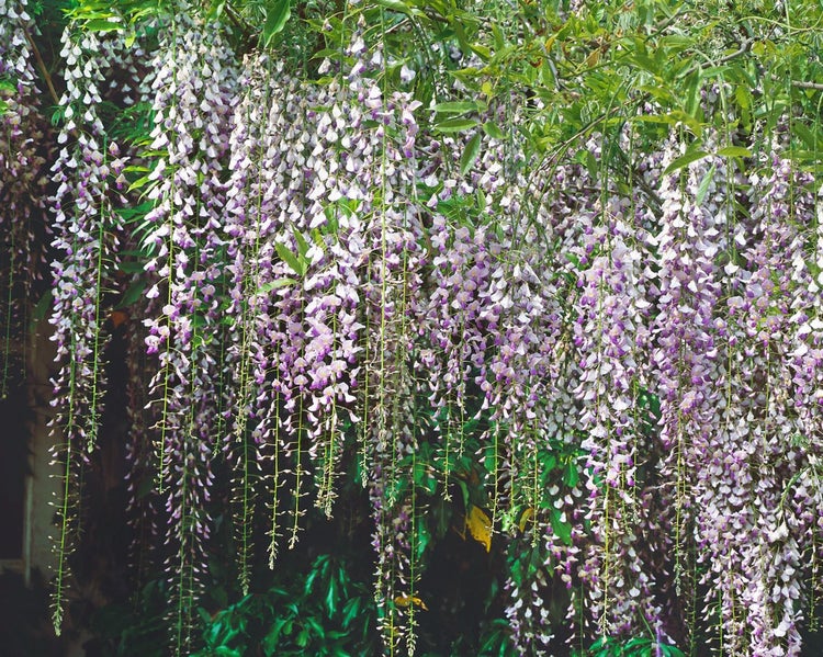 Wisteria floribunda 'Macrobotrys', Japanische Blauregen, 60–100 cm
