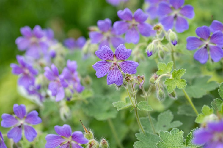 Geranium renardii 'Philippe Vapelle', Storchschnabel, ca. 9x9 cm Topf