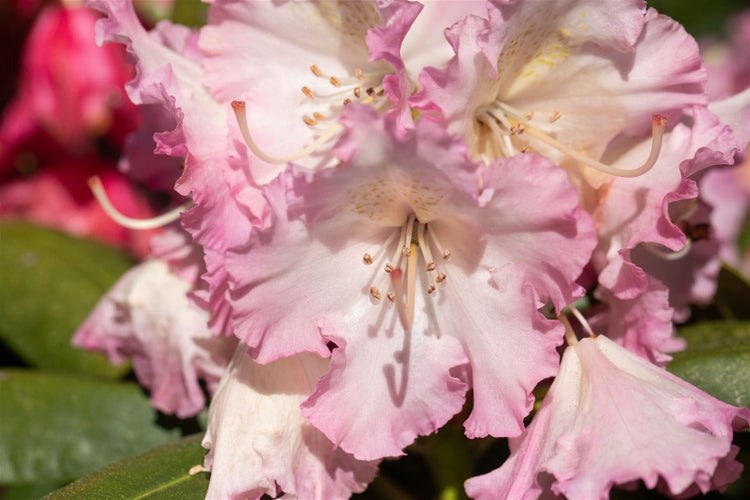 Rhododendron Hybr. 'Berliner Liebe', rosa Blüten, 30–40 cm