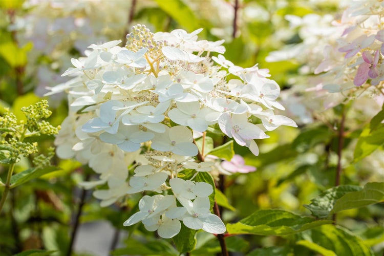 Rispenhortensie mit weißen Blüten