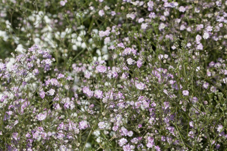 Gypsophila paniculata 'Flamingo', Schleierkraut, rosa, ca. 11x11 cm Topf