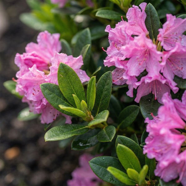 Blühender Rhododendron mit pinken Blüten und dunkelgrünen Blättern für die Gartenbepflanzung.