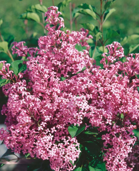 Syringa meyeri 'Red Pixie', Zwergflieder, rot, 125 cm Stammhöhe