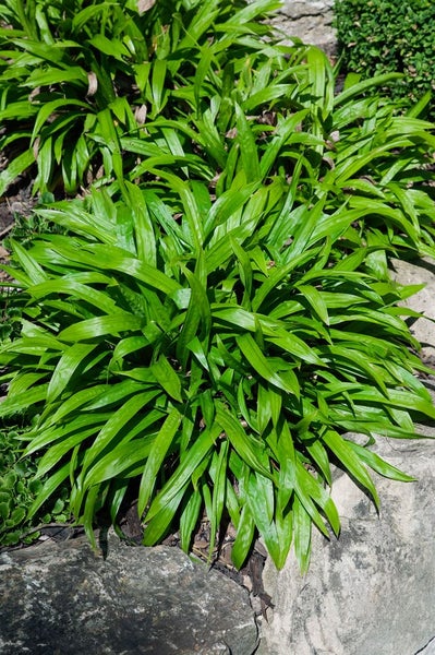 Carex plantaginea, Breitblatt-Segge, ca. 9x9 cm Topf