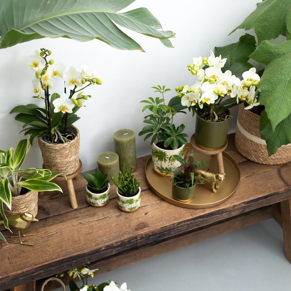Kolibri Greens Sukkulente Crassula Hobbit Topfgröße 9cm grüne Zimmerpflanze frisch aus der Gärtnerei