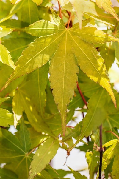 Acer palmatum 'Sangokaku', Japanischer Ahorn, korallenrote Rinde, 125–150 cm
