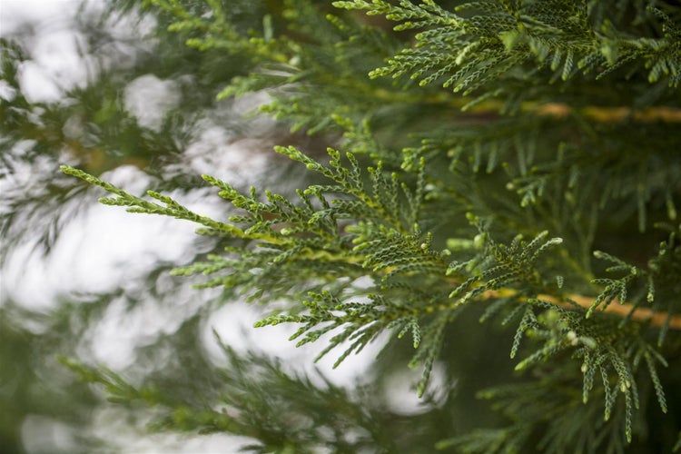 Cupressocyparis leylandii, Leyland-Zypresse, 40–60 cm