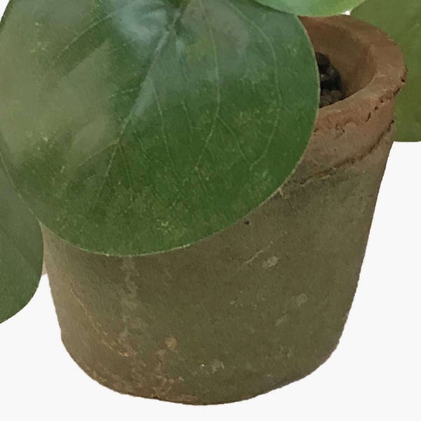 Ufopflanze Pilea peperomioides in einem Tontopf.