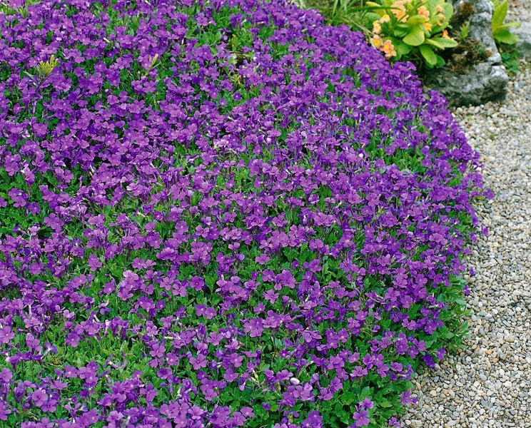 Blühendes Blaukissen als Bodendecker im Garten